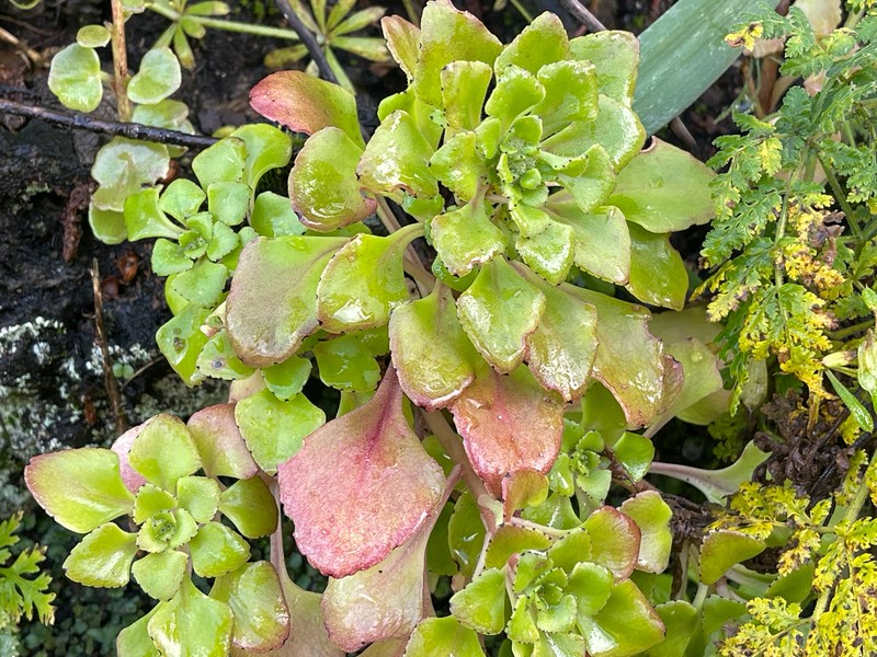 Aichryson roseum photo 2