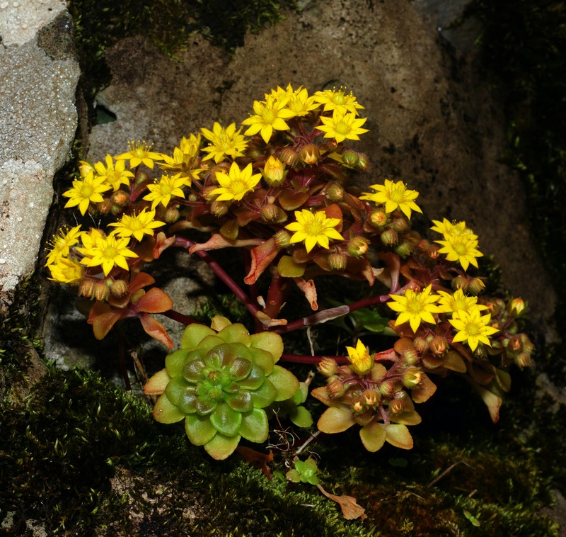 Aichryson santamariensis