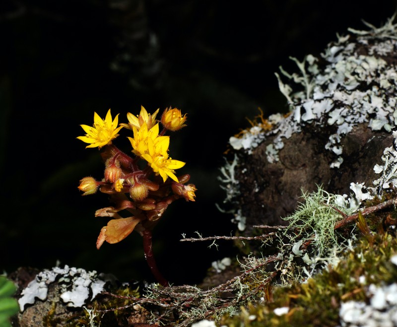 Aichryson santamariensis photo 2