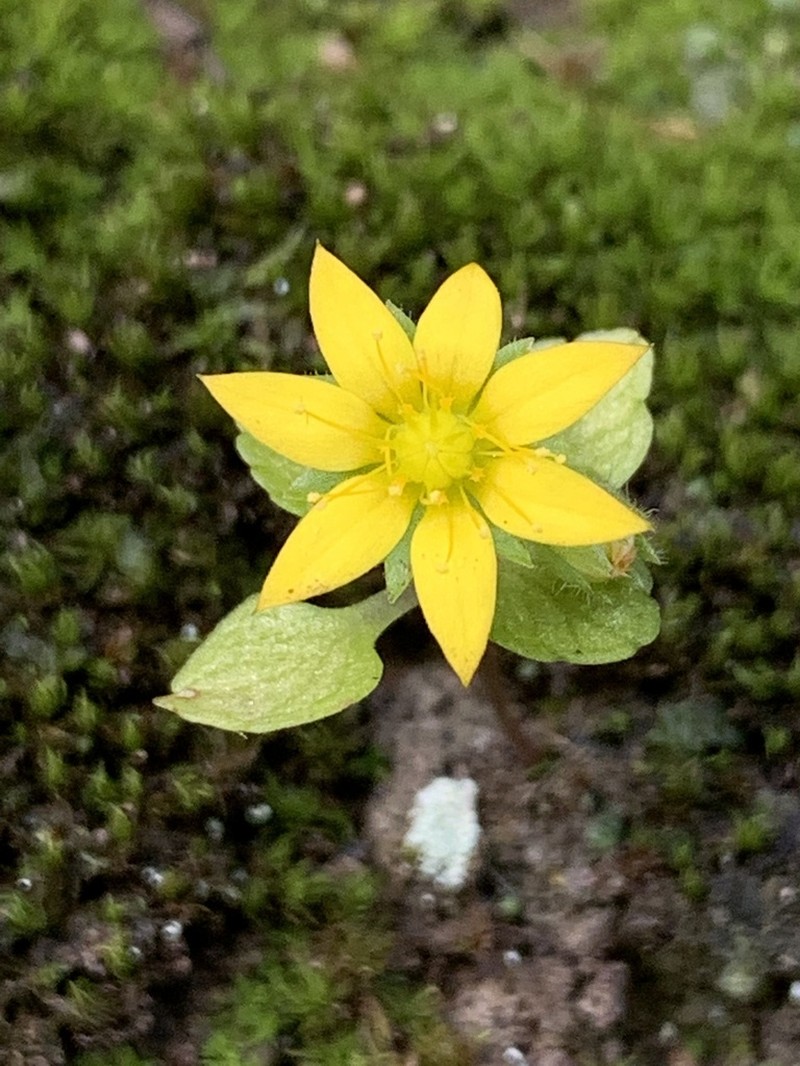 Aichryson santamariensis photo 3