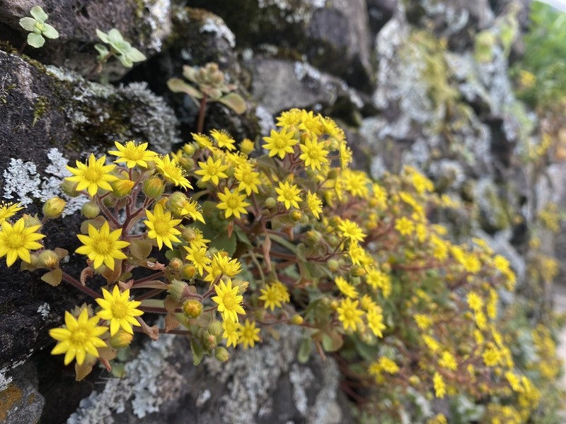 Aichryson santamariensis photo 4