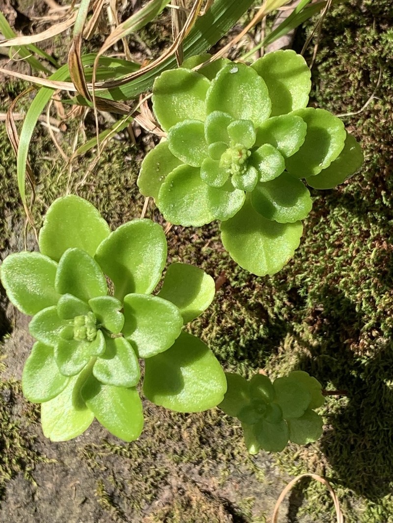 Aichryson santamariensis photo 6