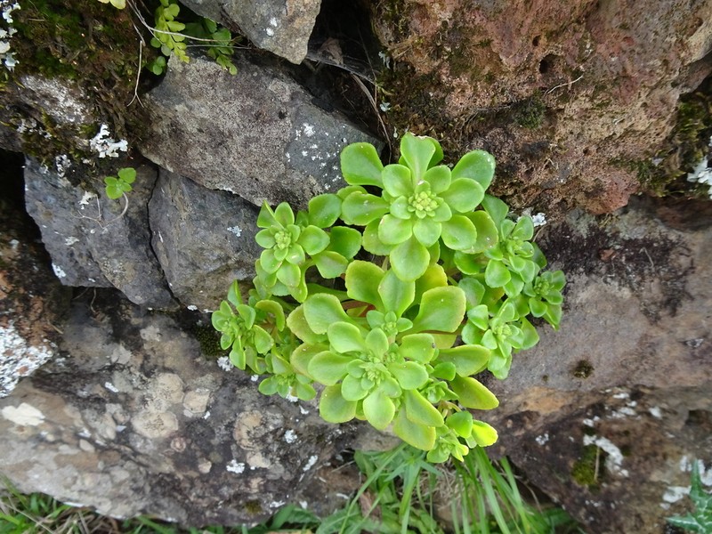 Aichryson santamariensis photo 8