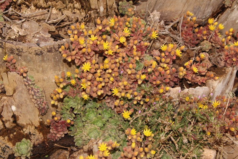 Aichryson tortuosum photo 2