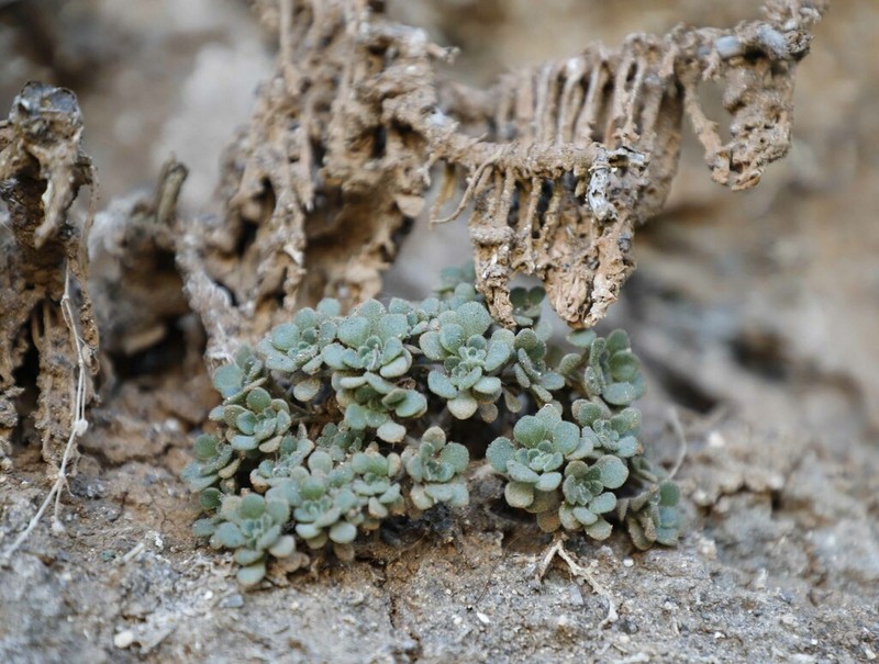 Aichryson tortuosum photo 3