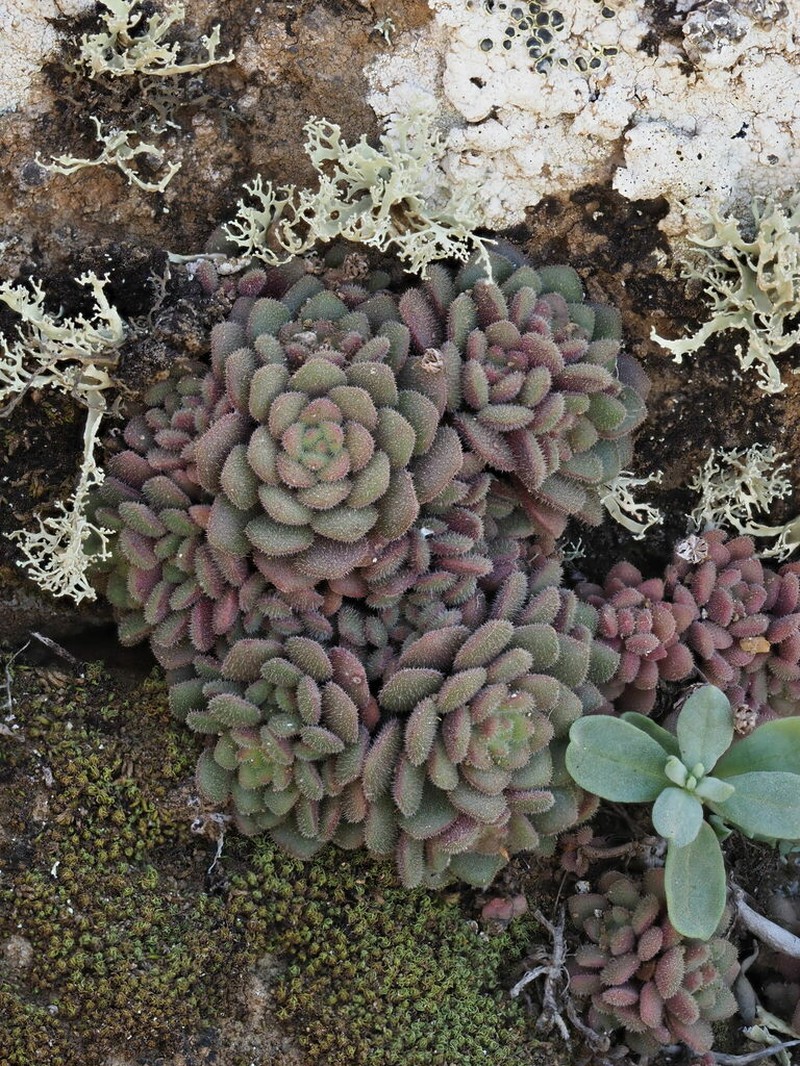 Aichryson tortuosum photo 4