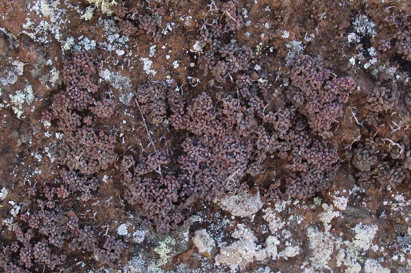 Aichryson tortuosum photo 5