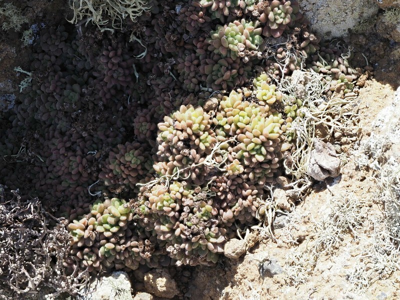 Aichryson tortuosum photo 6