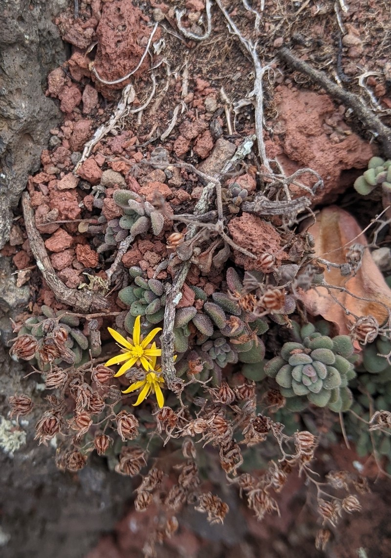Aichryson tortuosum photo 8