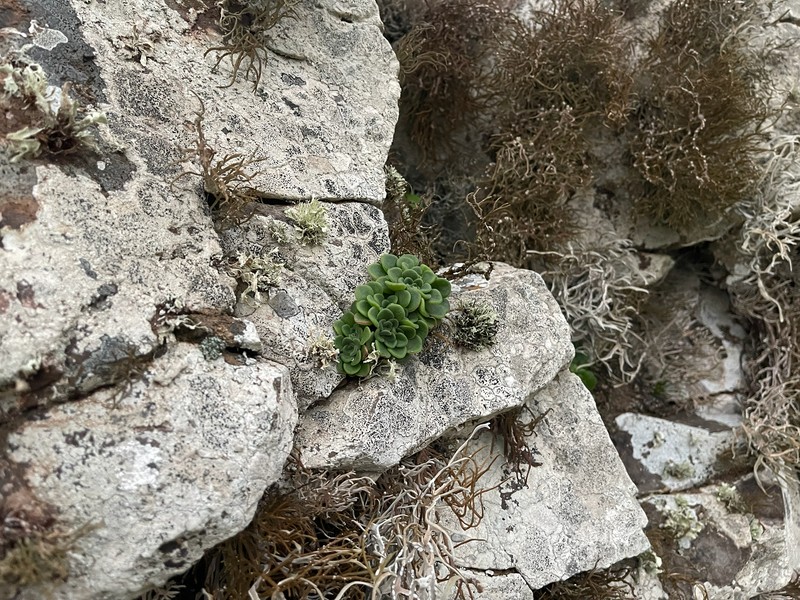 Aichryson tortuosum subsp. bethencourtianum