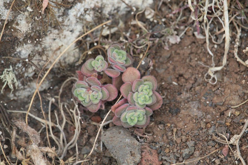 Aichryson tortuosum subsp. bethencourtianum photo 2