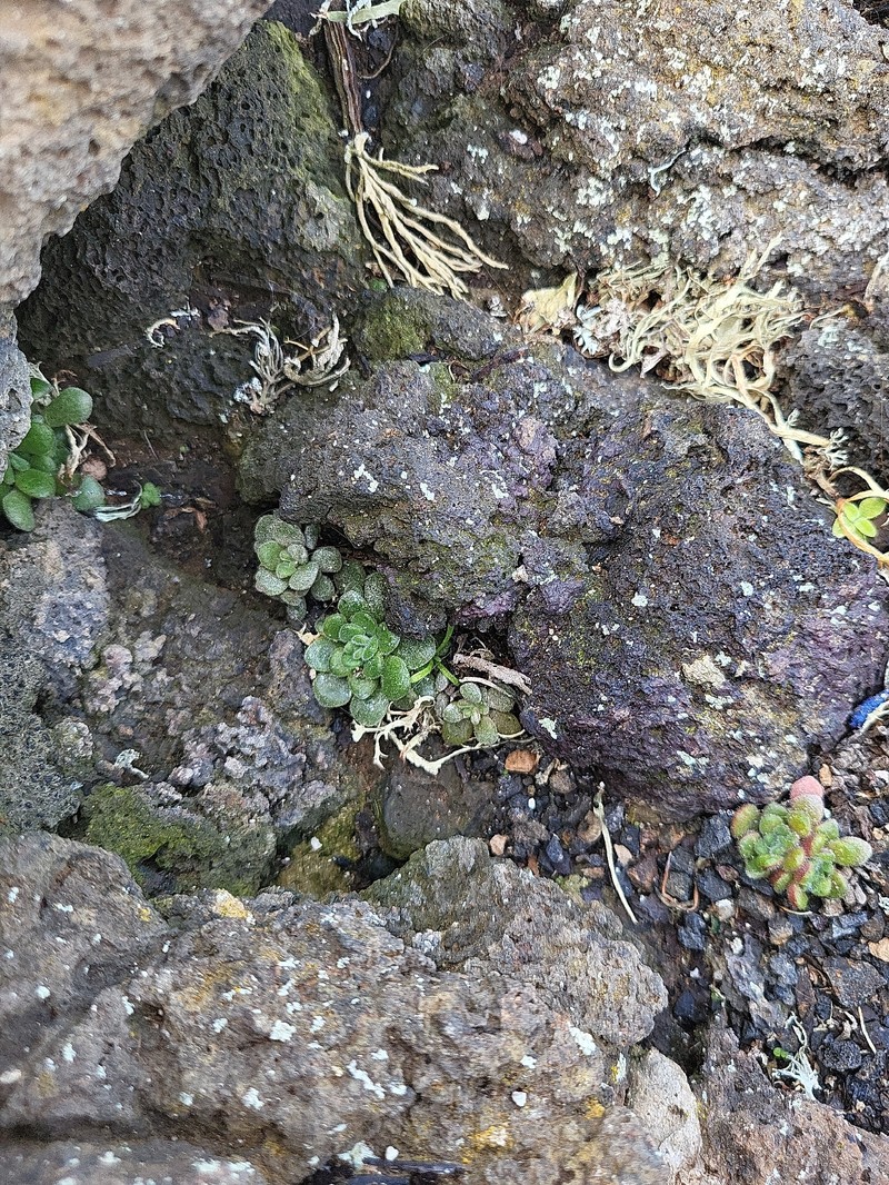 Aichryson tortuosum subsp. tortuosum
