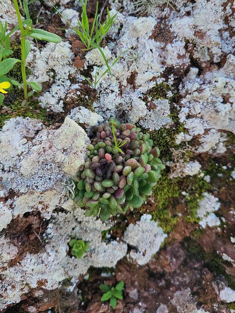 Aichryson tortuosum subsp. tortuosum photo 2