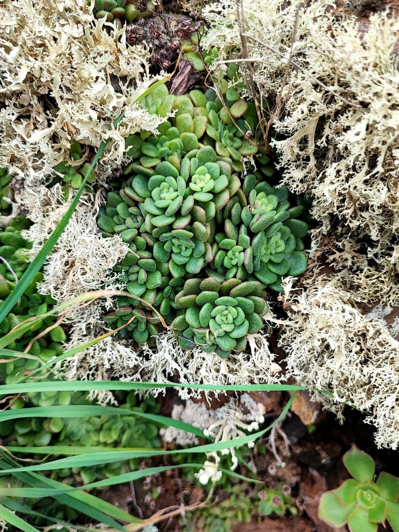 Aichryson tortuosum subsp. tortuosum photo 3