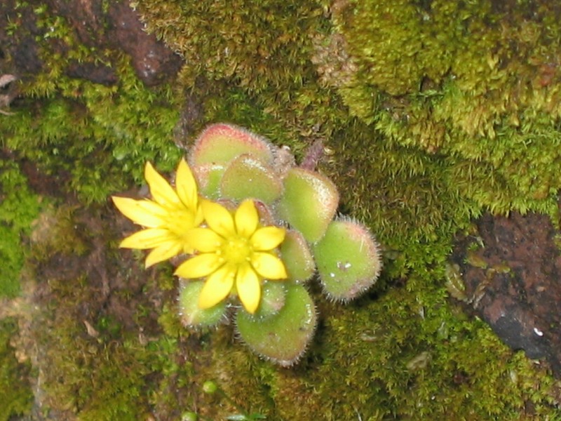 Aichryson villosum photo 2