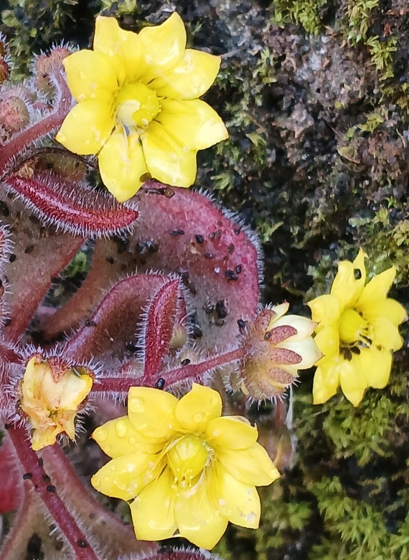 Aichryson villosum photo 3