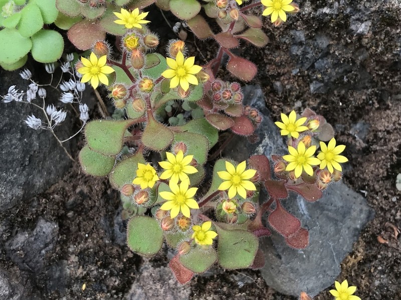Aichryson villosum photo 4