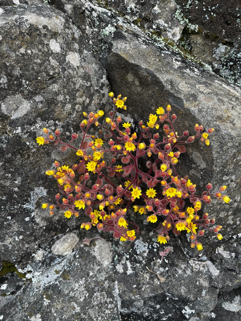 Aichryson villosum photo 5