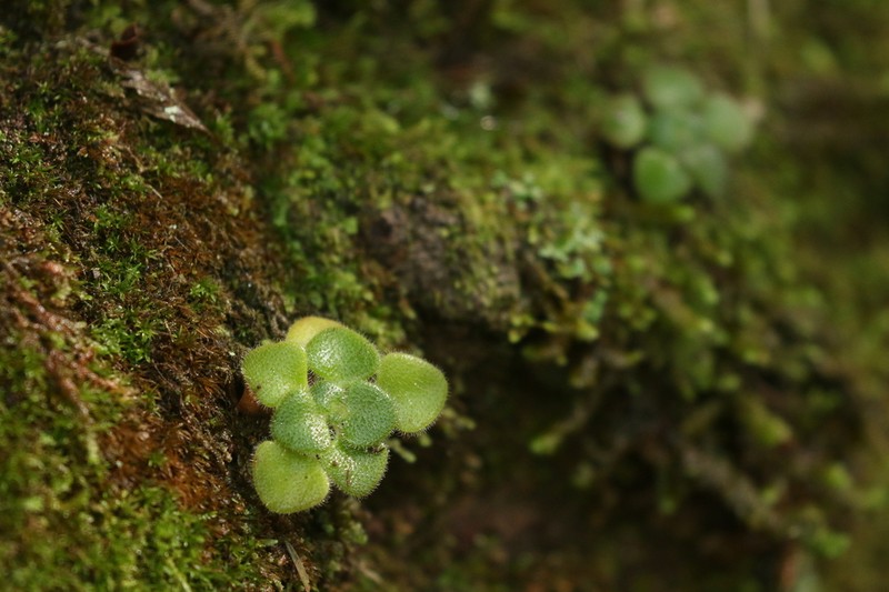 Aichryson villosum photo 6