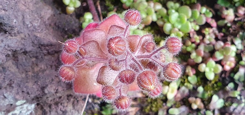 Aichryson villosum photo 7