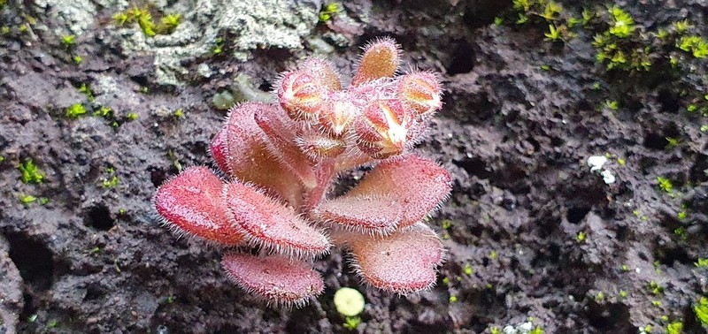 Aichryson villosum photo 8