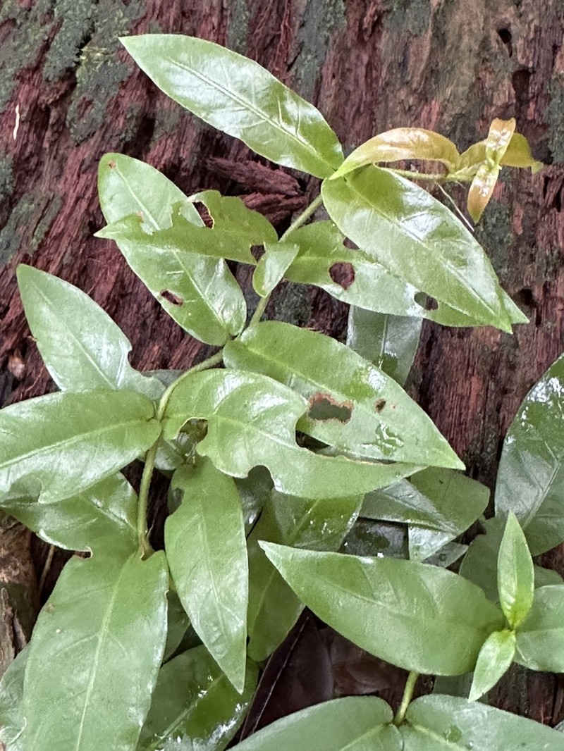Aidia auriculata