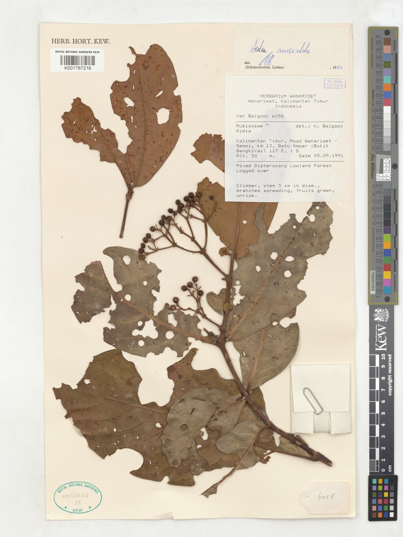Aidia auriculata photo 3