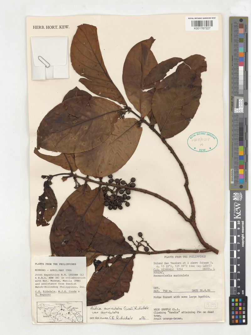 Aidia auriculata photo 4