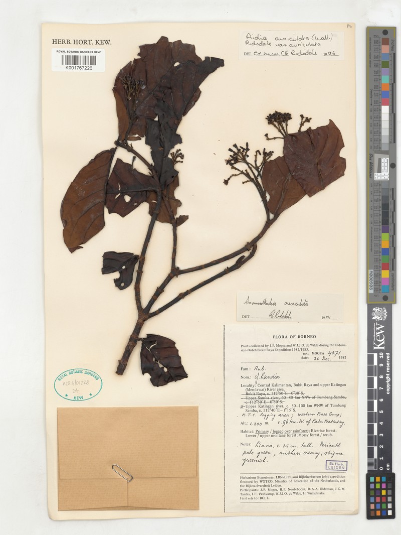 Aidia auriculata photo 5