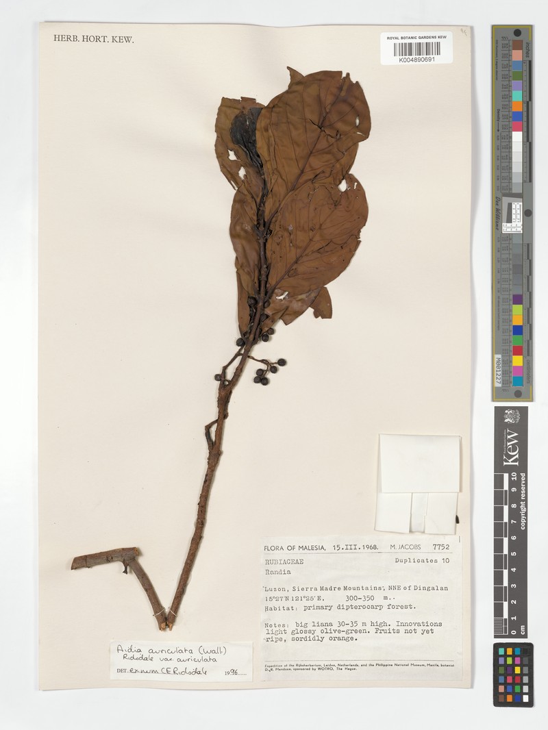 Aidia auriculata photo 6