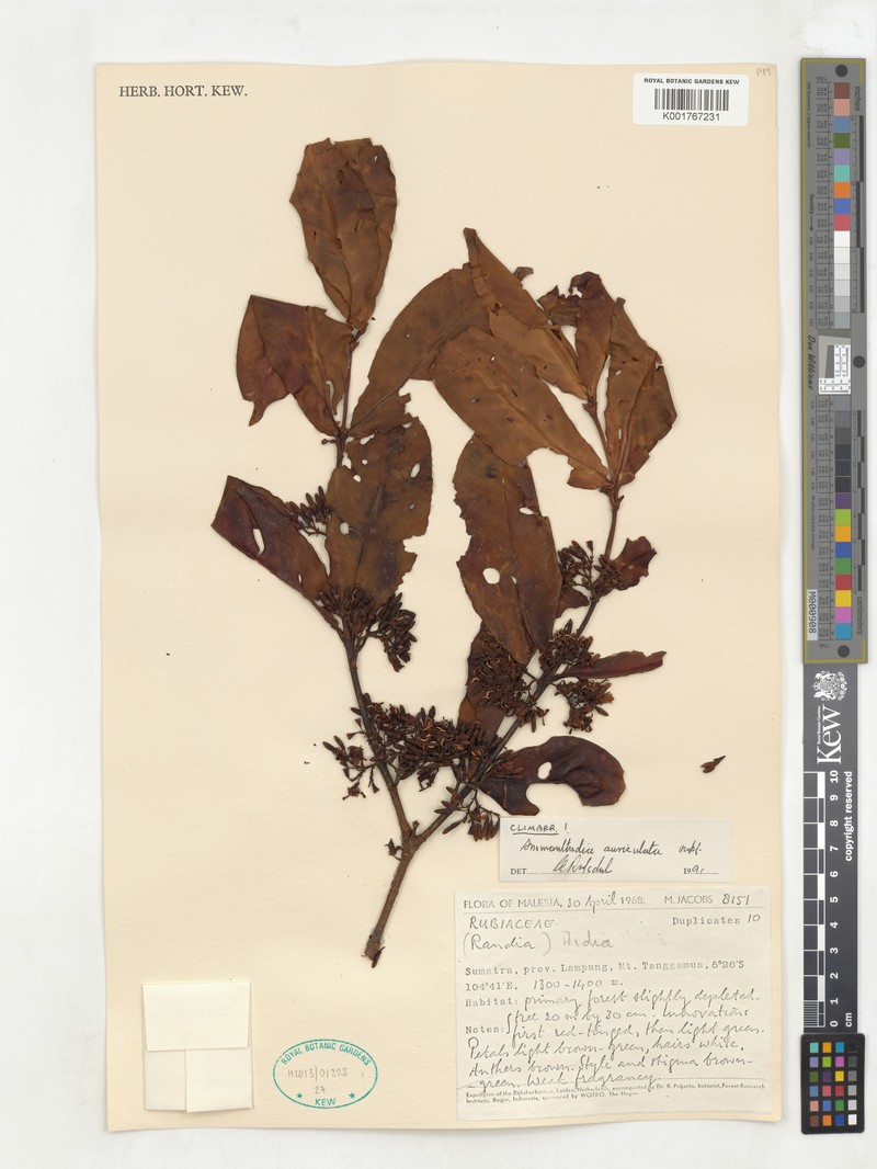 Aidia auriculata photo 7