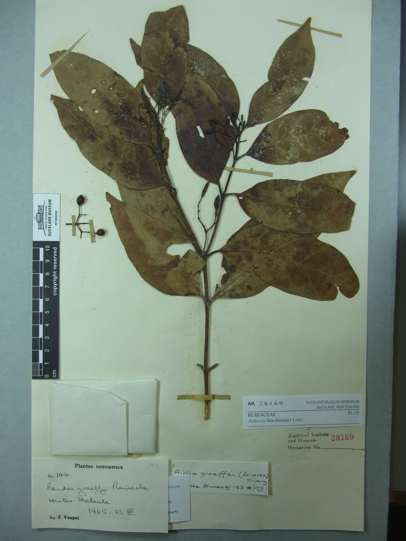 Aidia cochinchinensis