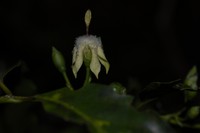 Aidia micrantha