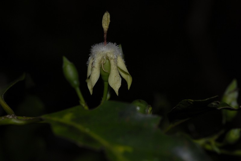 Aidia micrantha