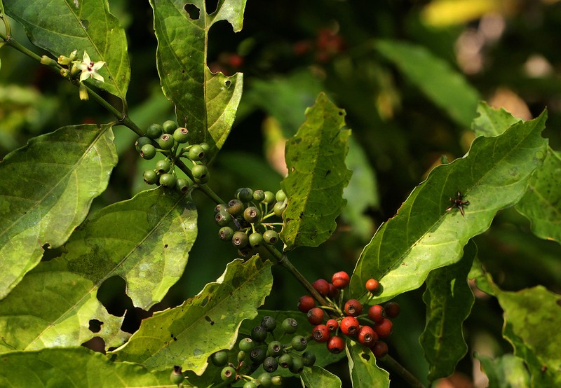 Aidia micrantha photo 2