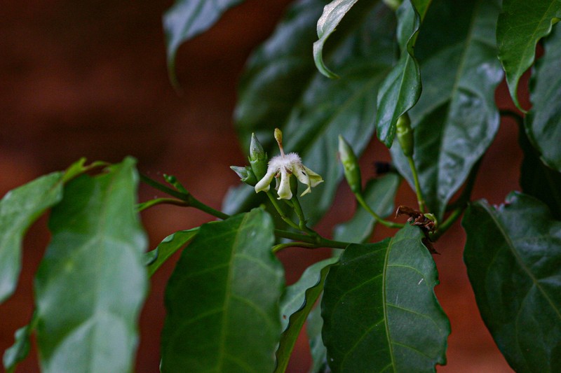 Aidia micrantha photo 3