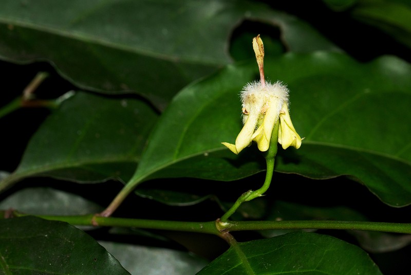 Aidia micrantha photo 4