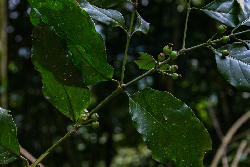 Aidia micrantha photo 5