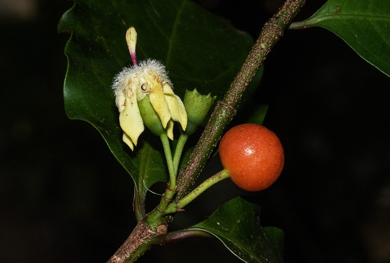 Aidia micrantha photo 6