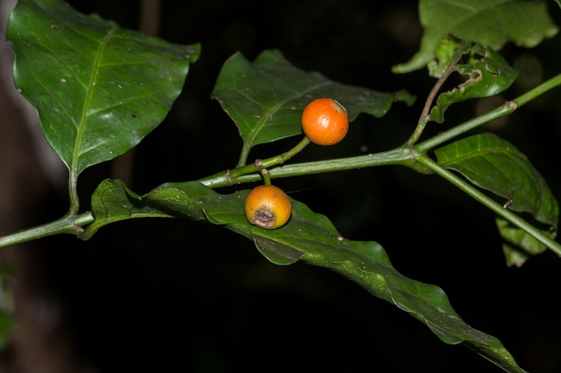 Aidia micrantha photo 7