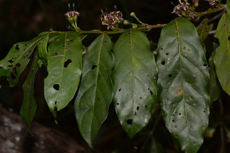 Aidia micrantha photo 8