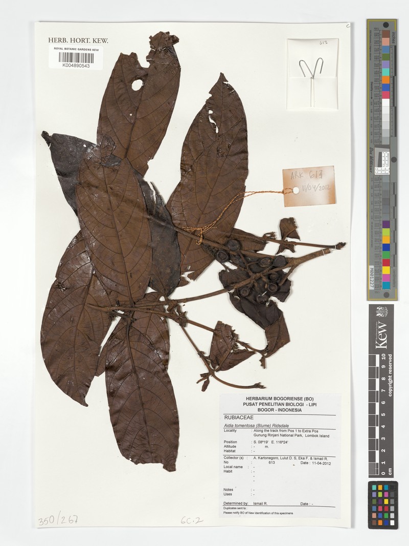 Aidia tomentosa