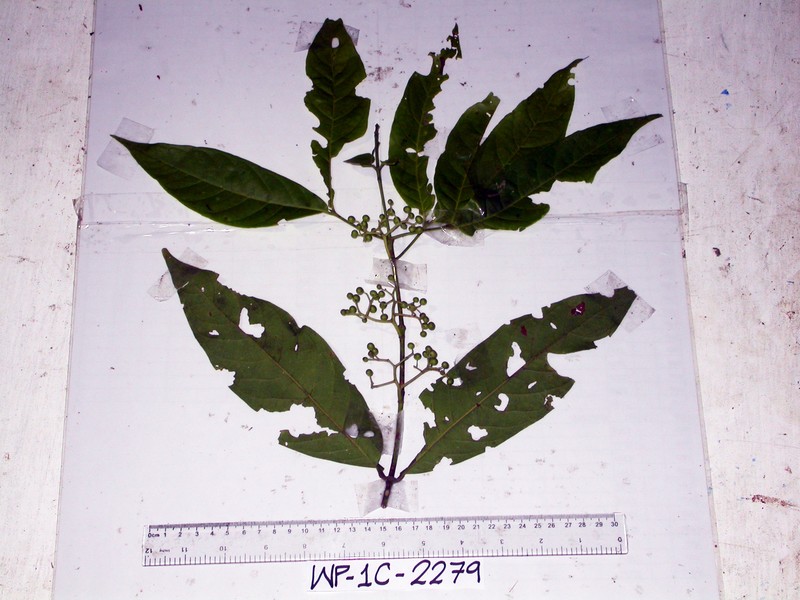 Aidia zippeliana