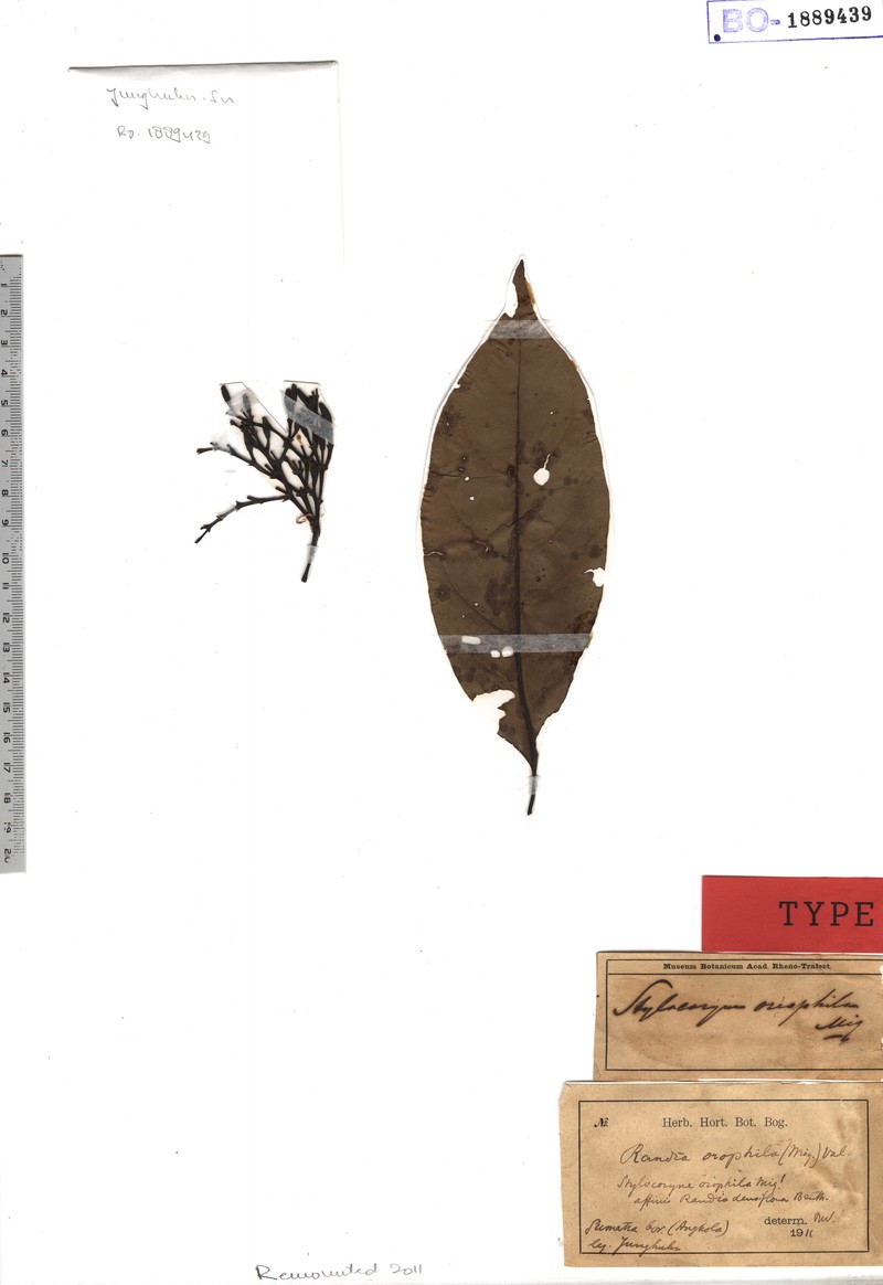 Aidiopsis orophila