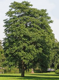 Tree Of Heaven