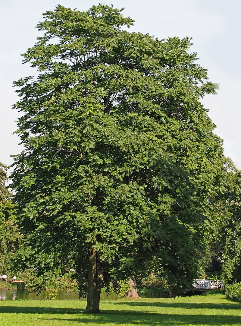 Tree Of Heaven