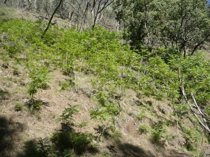 Tree Of Heaven photo 2