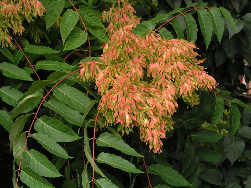 Tree Of Heaven photo 3
