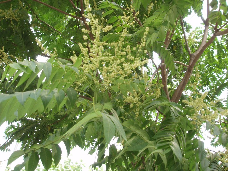 Tree Of Heaven photo 4