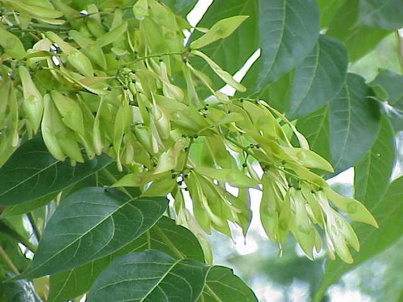 Tree Of Heaven photo 5